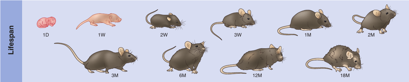 Mouse Lifespan Synaptome Atlas